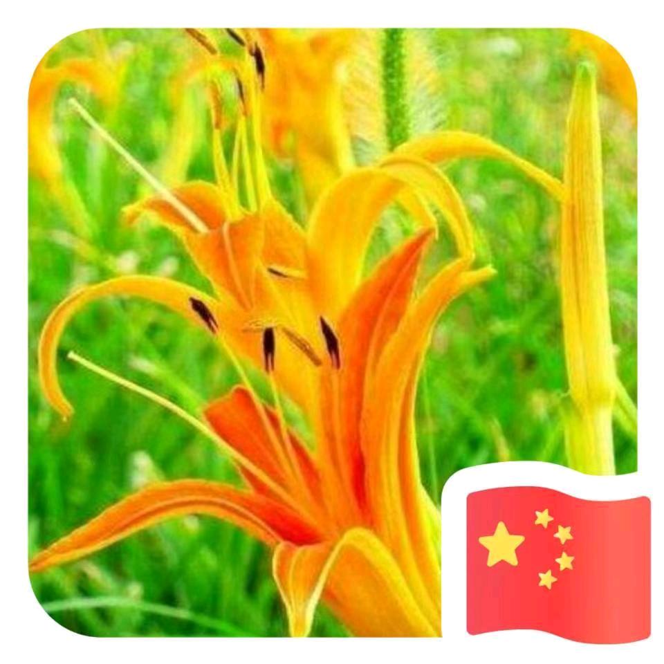 忘忧草