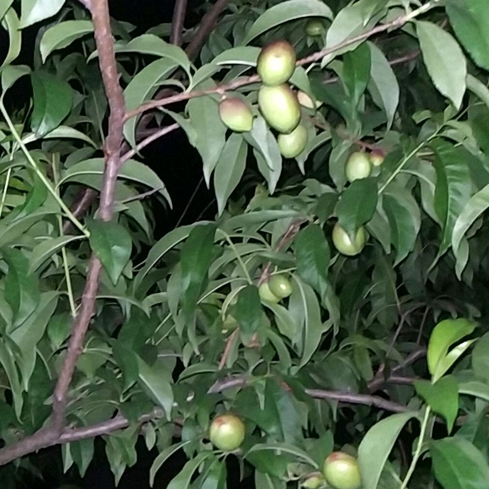 绍华（灵山湾锅烧豆腐店）