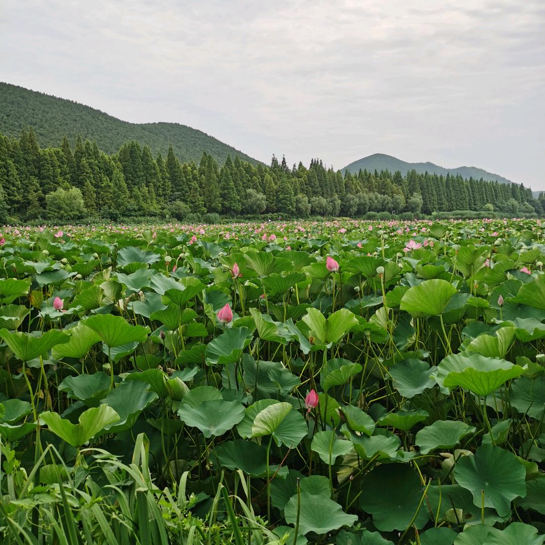 一棵 树