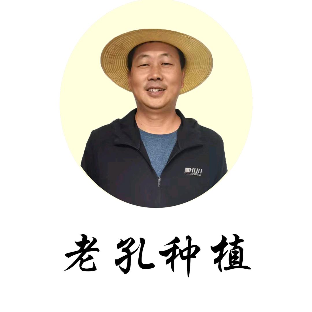 老孔种植