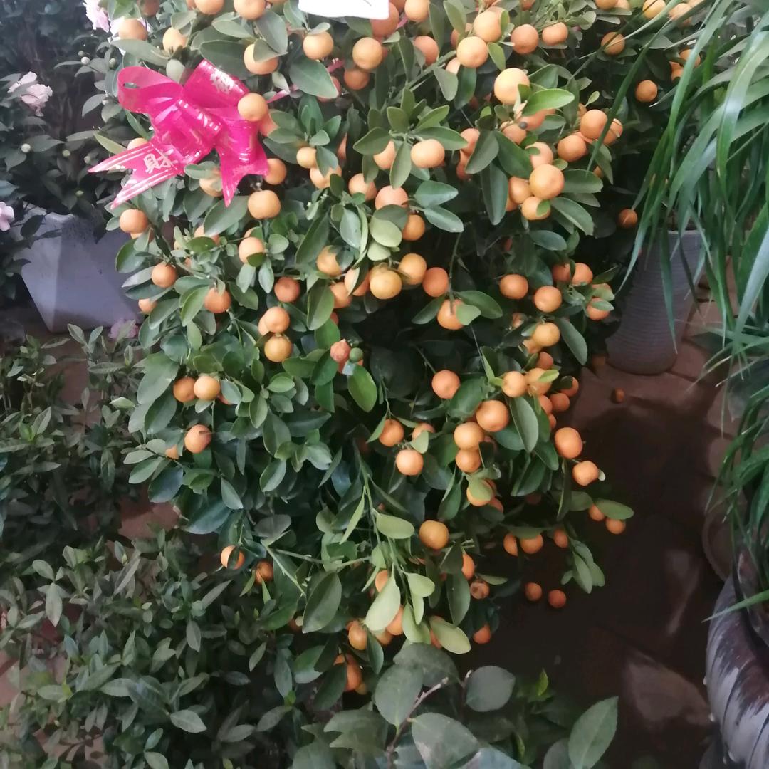幸福快乐
