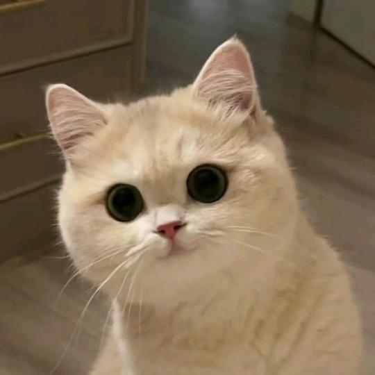 萌宠小九