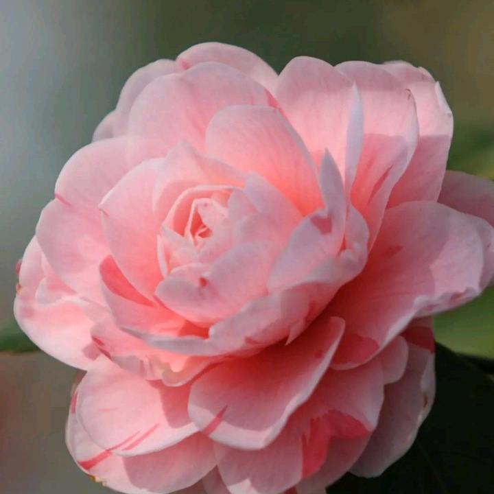 ℳ̶̶̶̶໌໌້ᮨ꧔ꦿ小小草꧔ꦿ