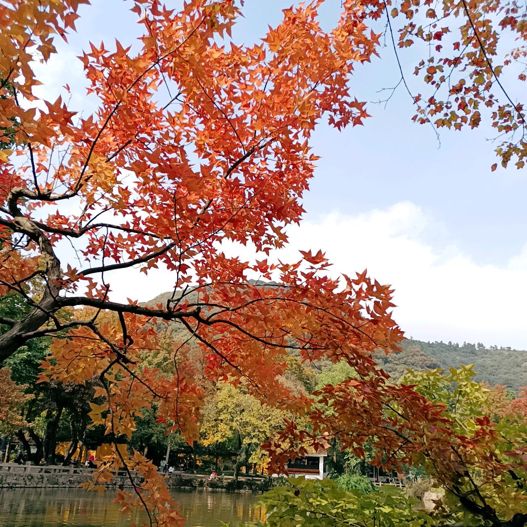 来自山旮旯