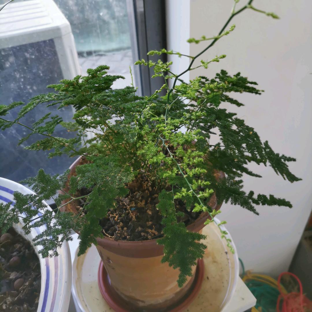 .新林'