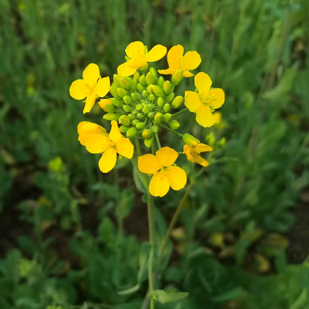 送你一朵小黄花