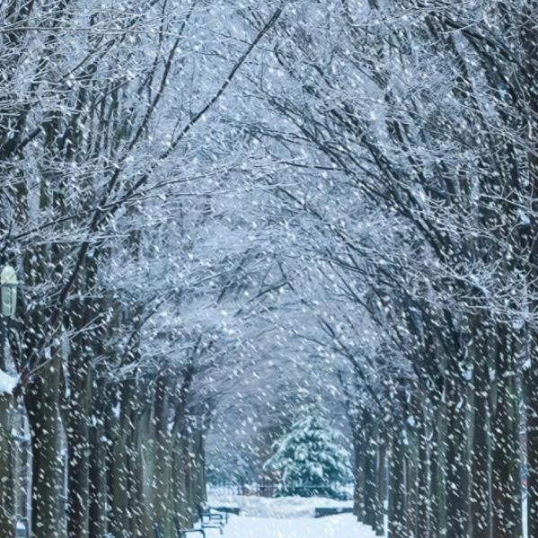 冷雪