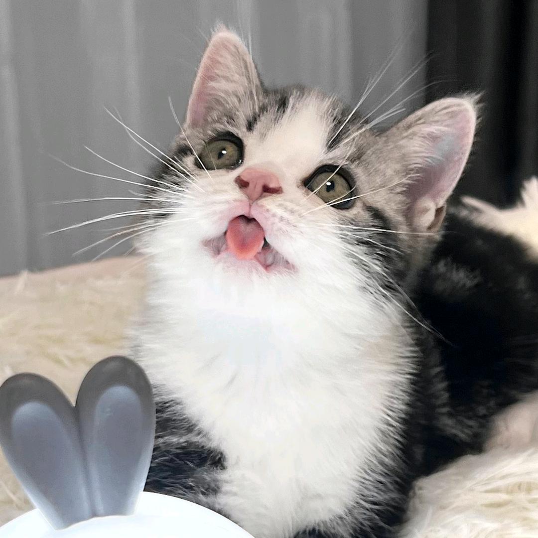 🌈王小贱的猫