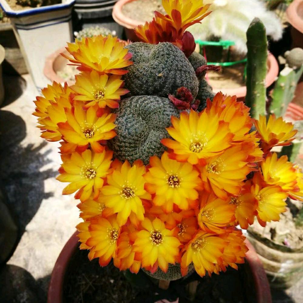 星辰