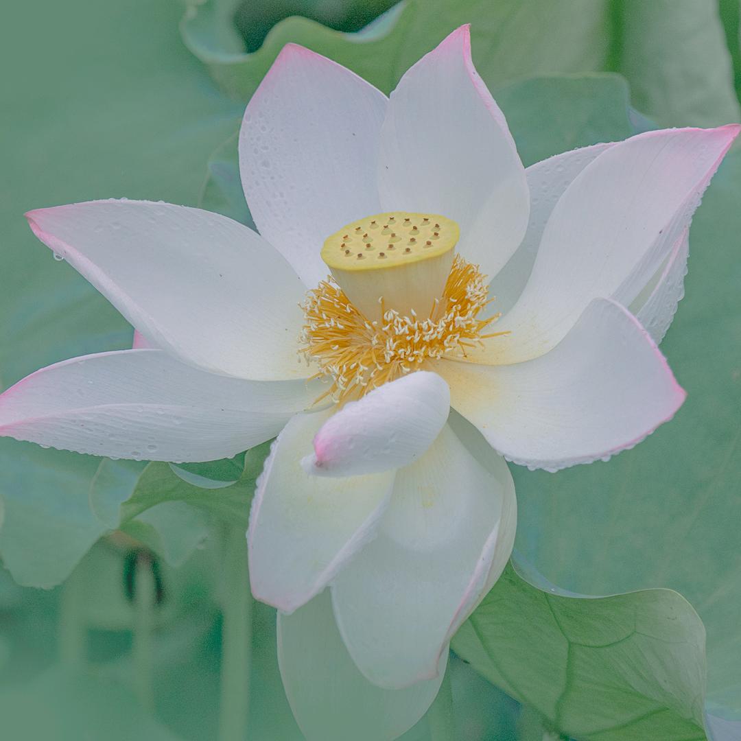 kingxuan