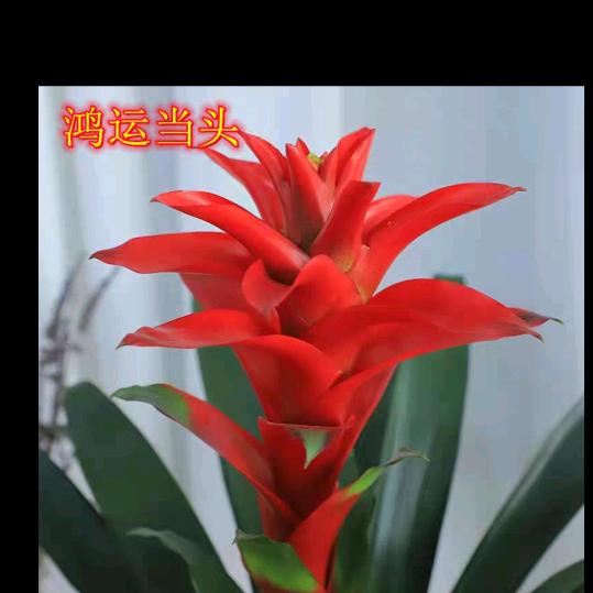 💞紫气东来💞
