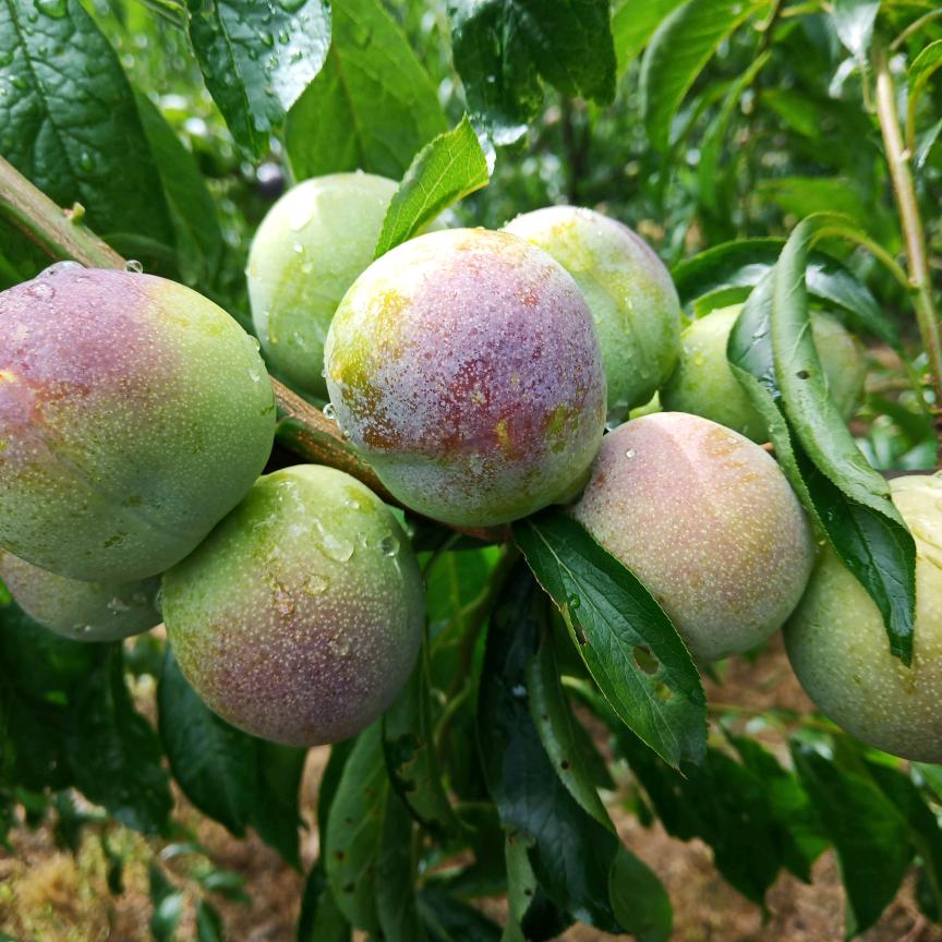 大自然的搬运工