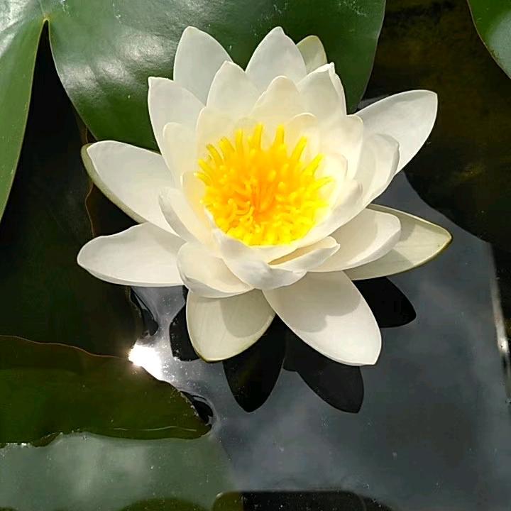 慧欣逸三宝