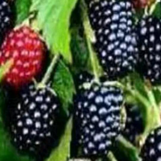 西庄桑葚采摘园