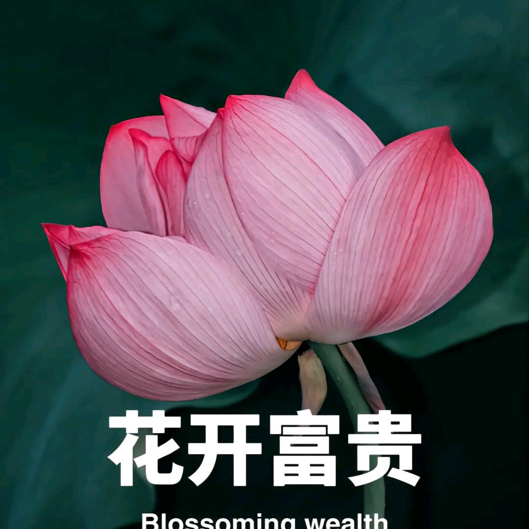 花开富贵(平安是福)