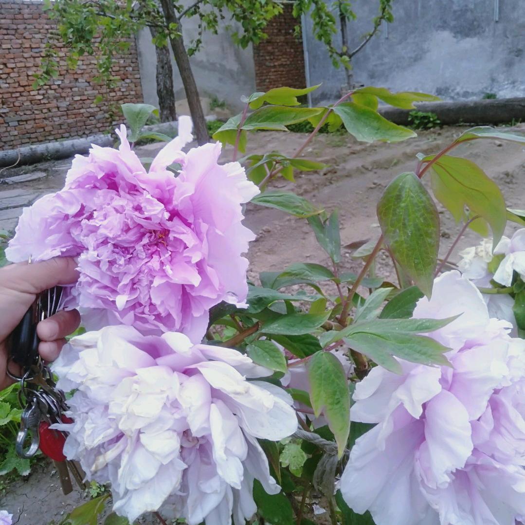 耿佃芳