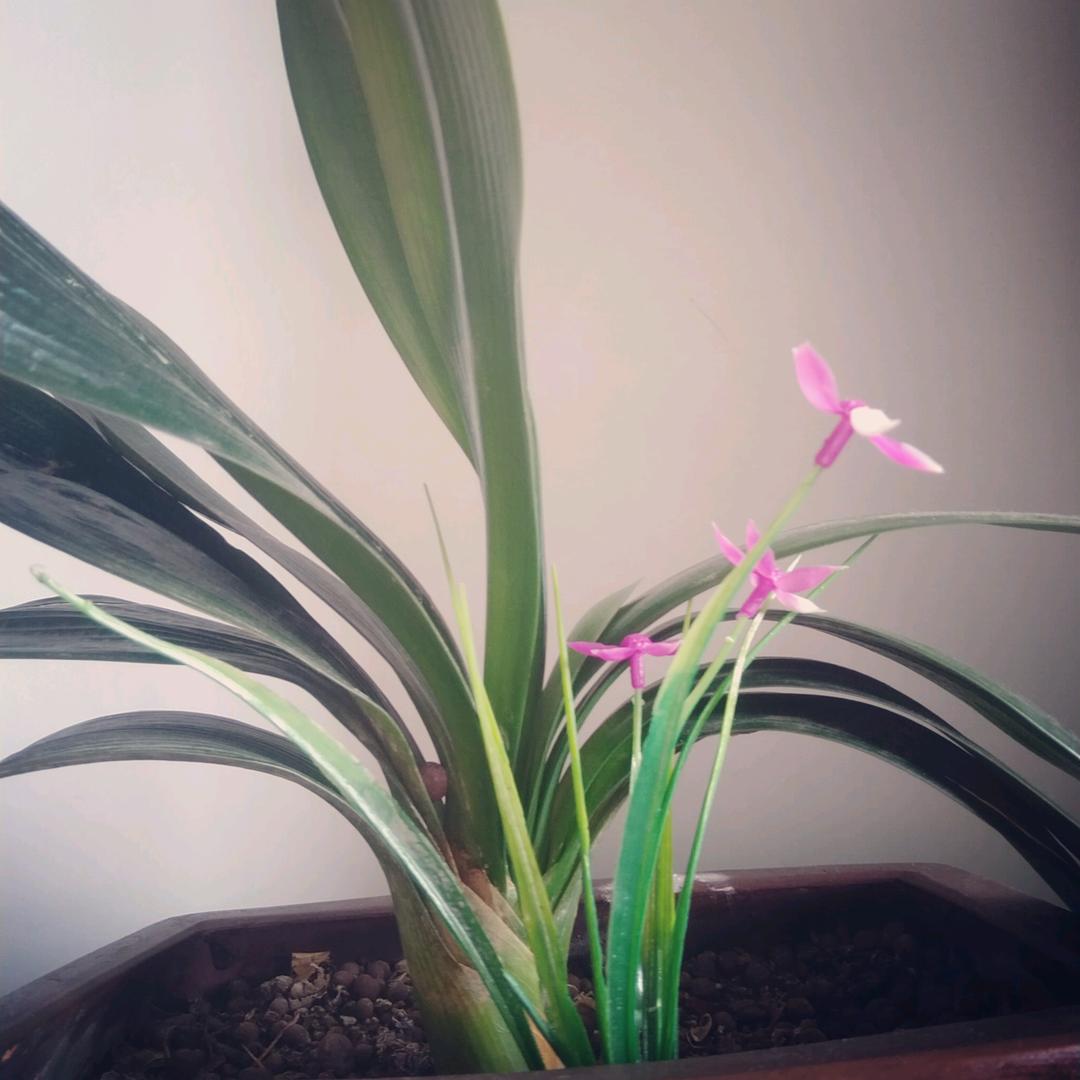 富贵花开）
