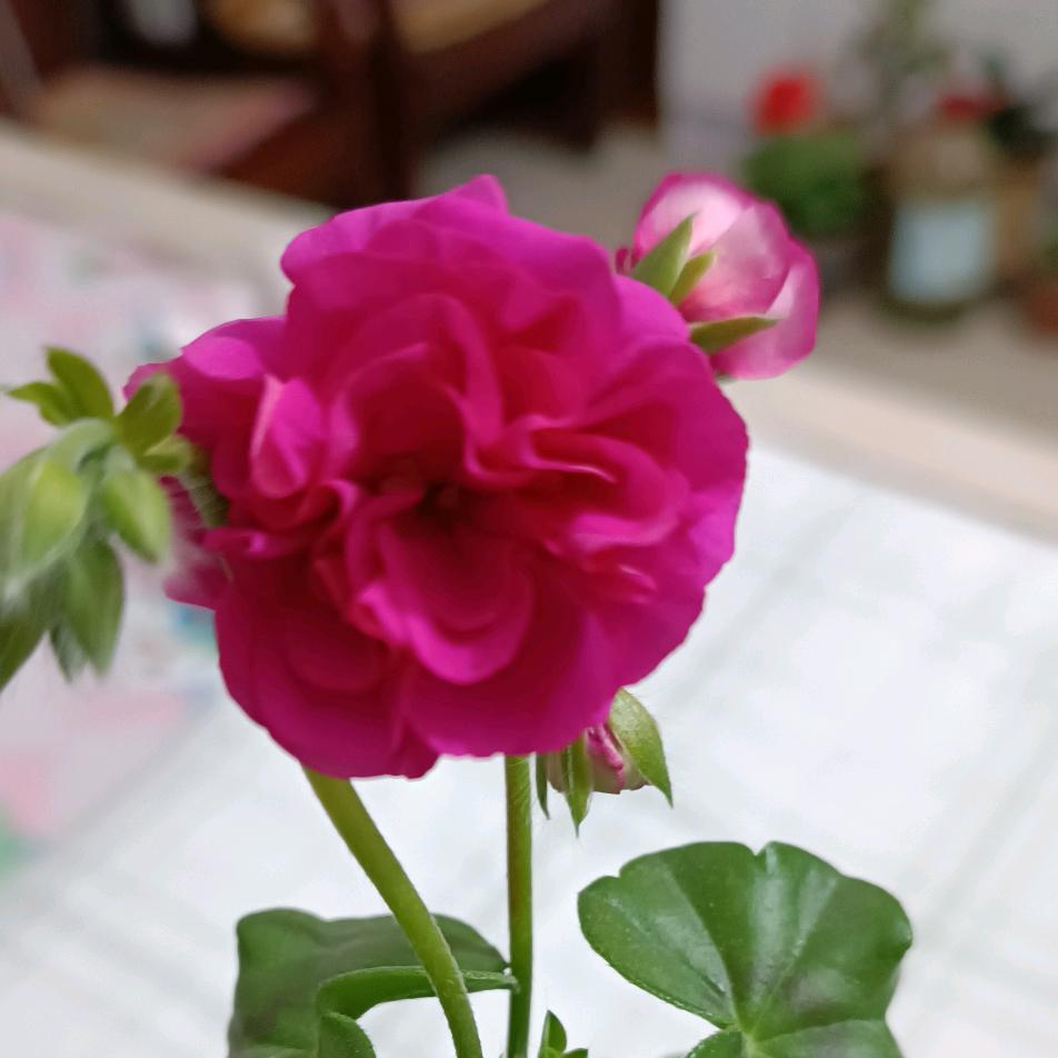 蓝天白云zye