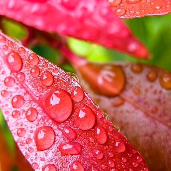 桃花仙人