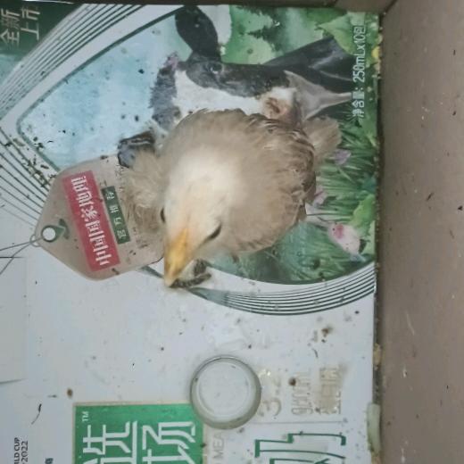兜兜麻麻