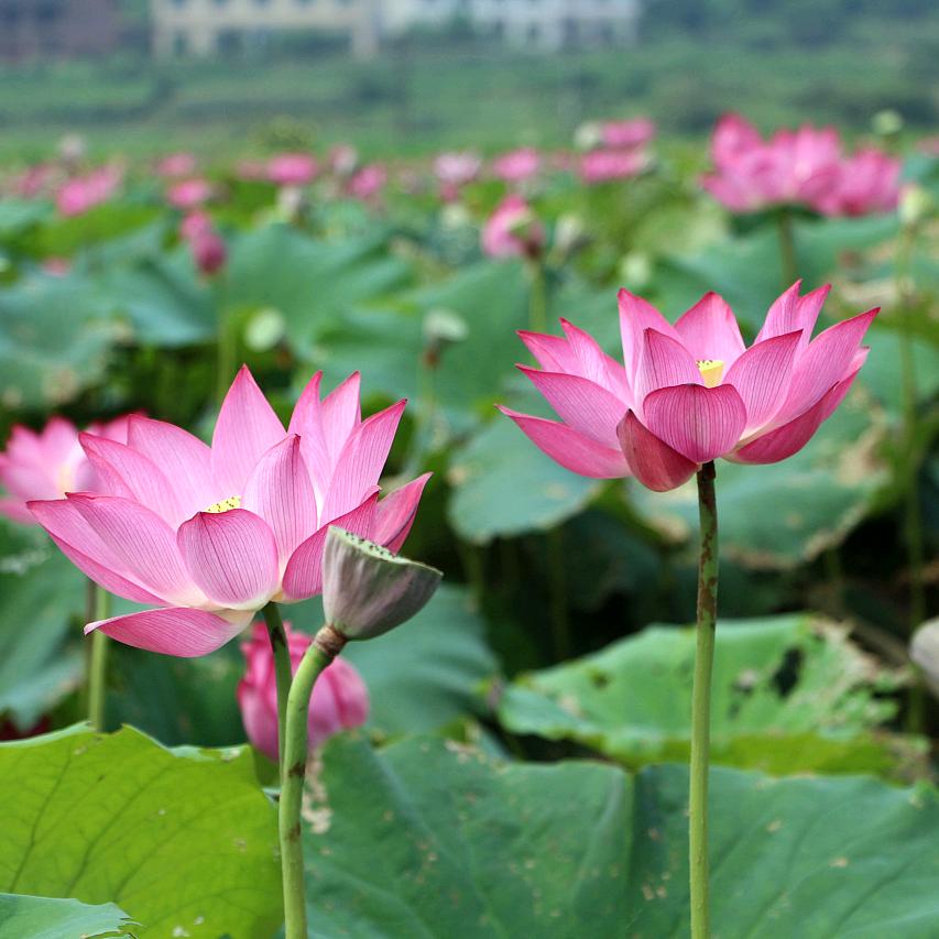 追风的蒲公英