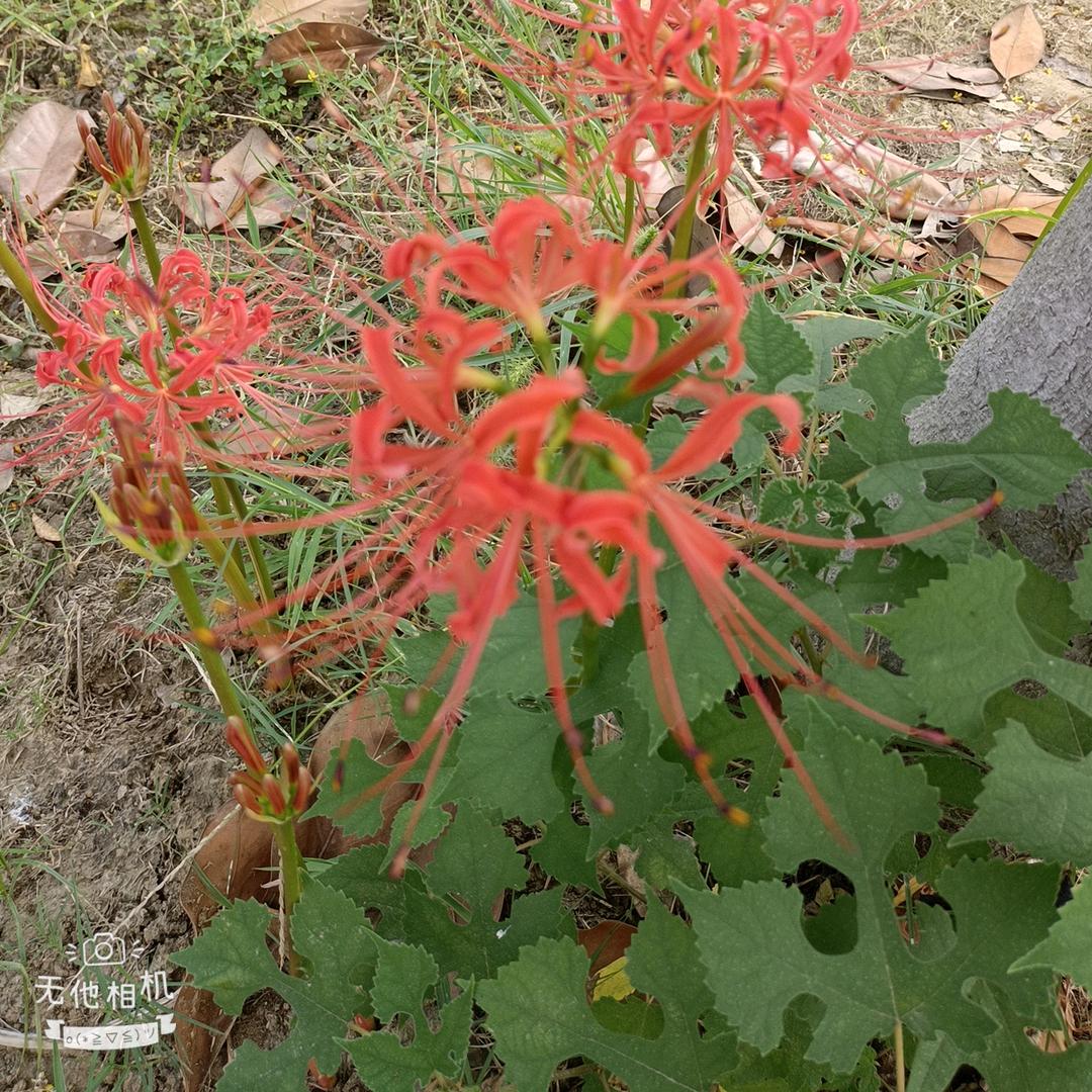玲