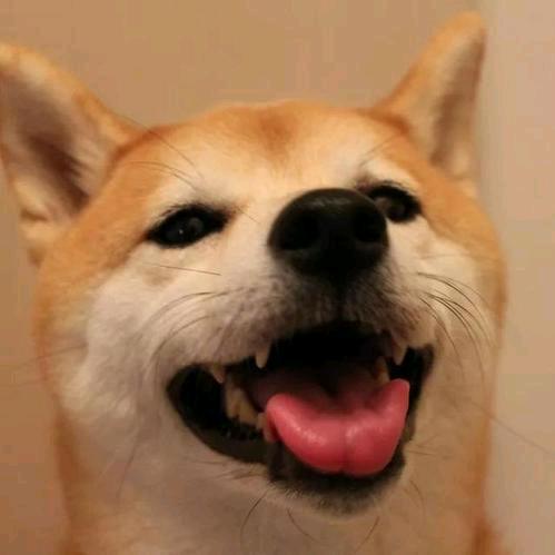 柚子柚