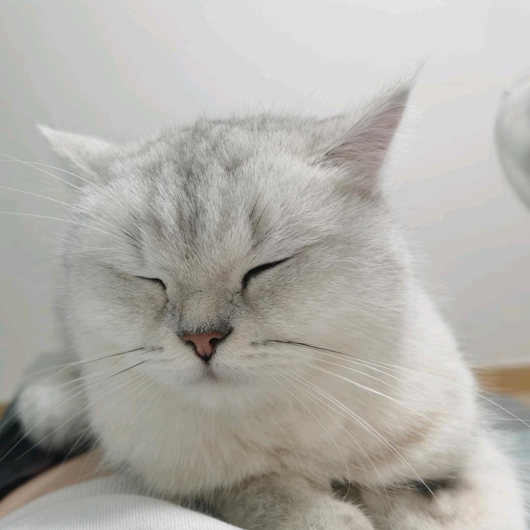 雪糕今晚一定早睡