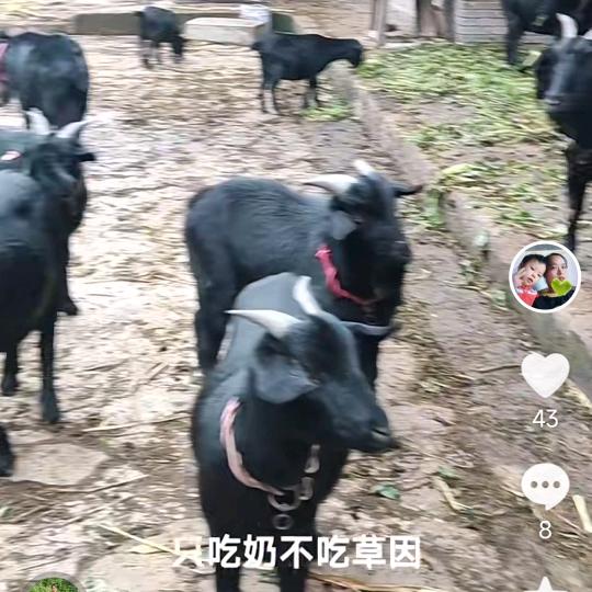 手心有你，《三妹养羊🐏》