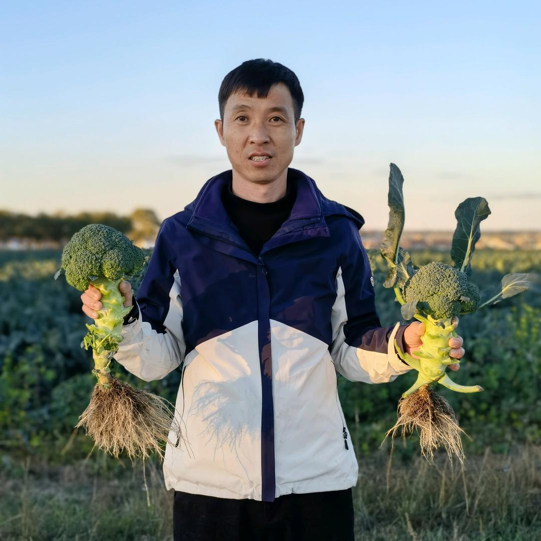 国王哥（高新农业）