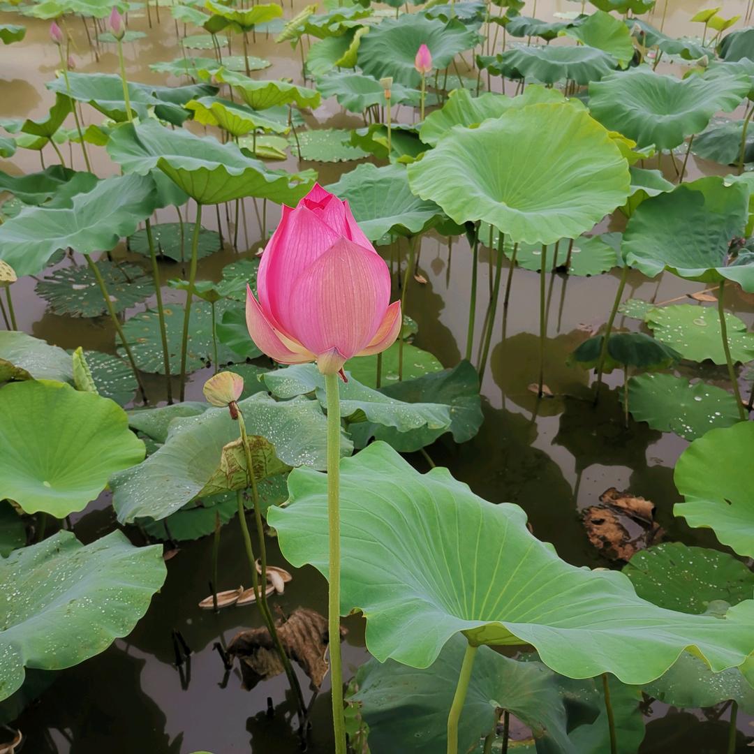 好、好、好会更好