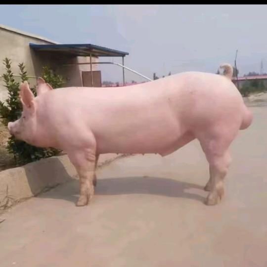 华鑫记录我们养殖生活