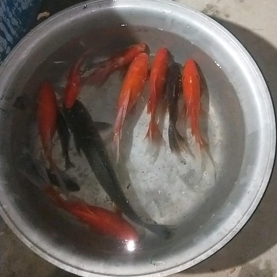 我是牛培培
