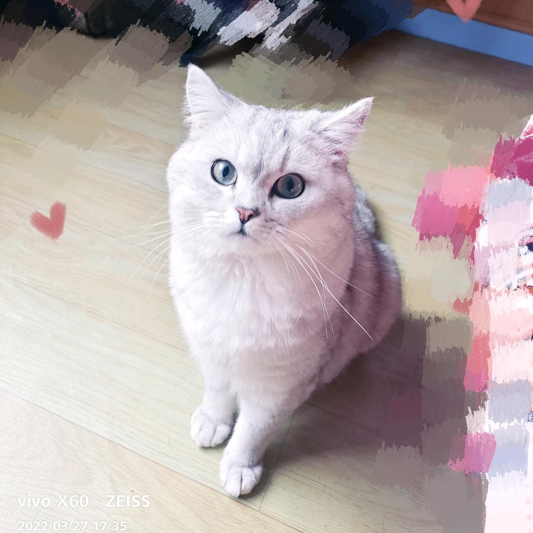 君鳯宸头像