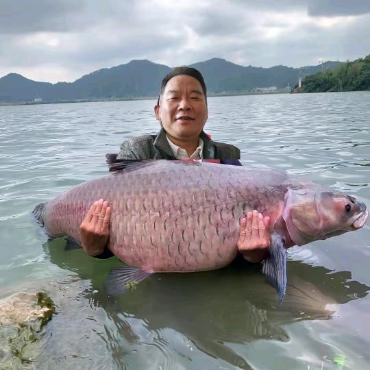 阿巍
