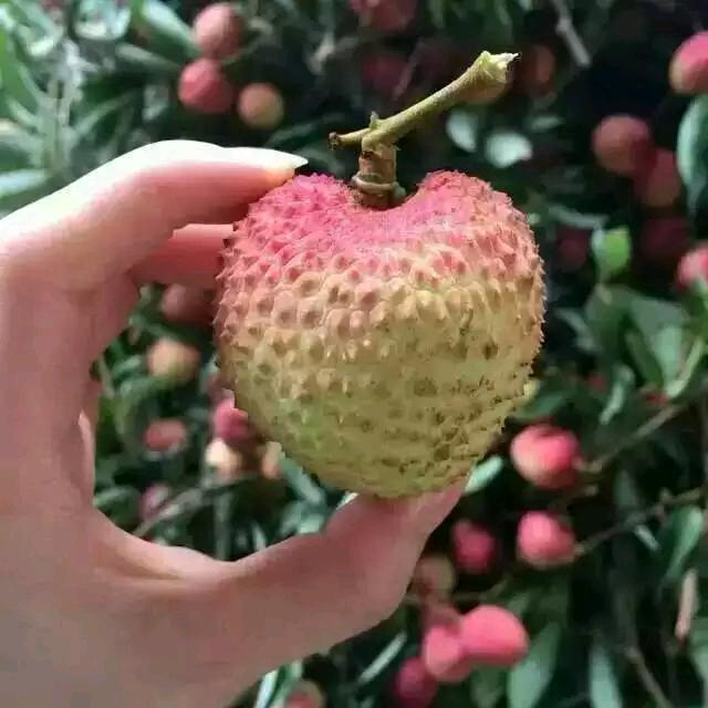荔琪柒
