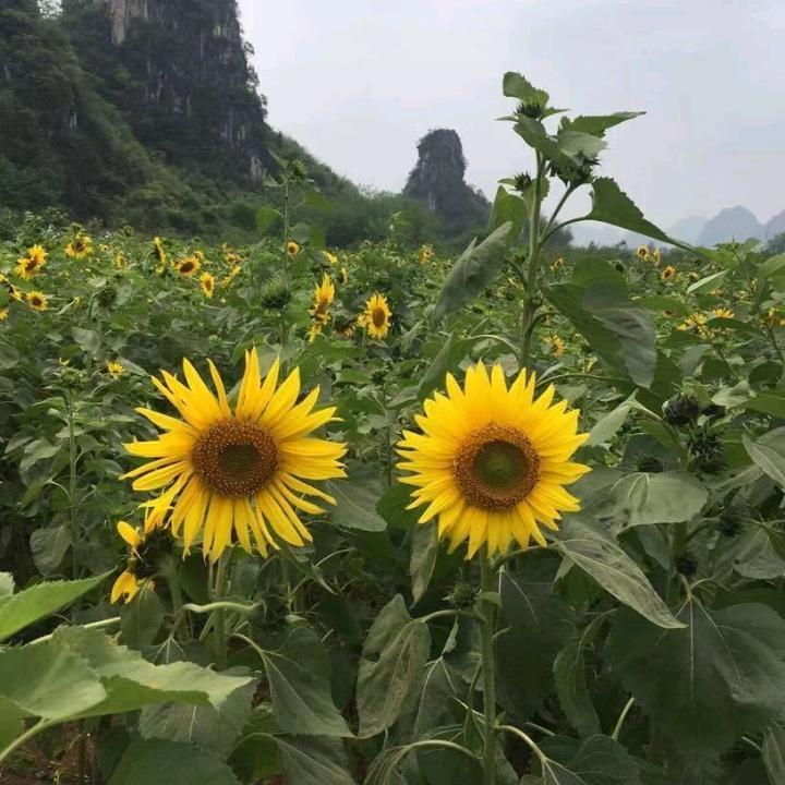敏儿