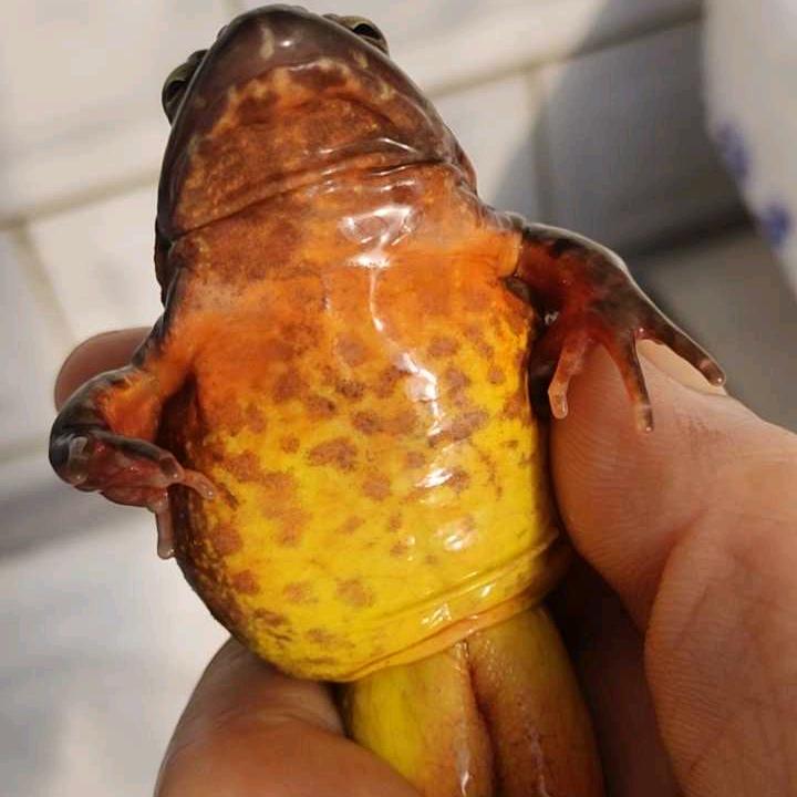 山里养蛙李姐888888