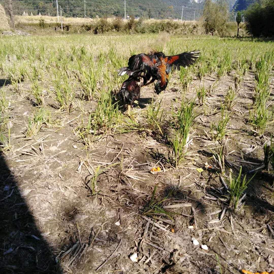 贵州特产绸绢马良粉丝