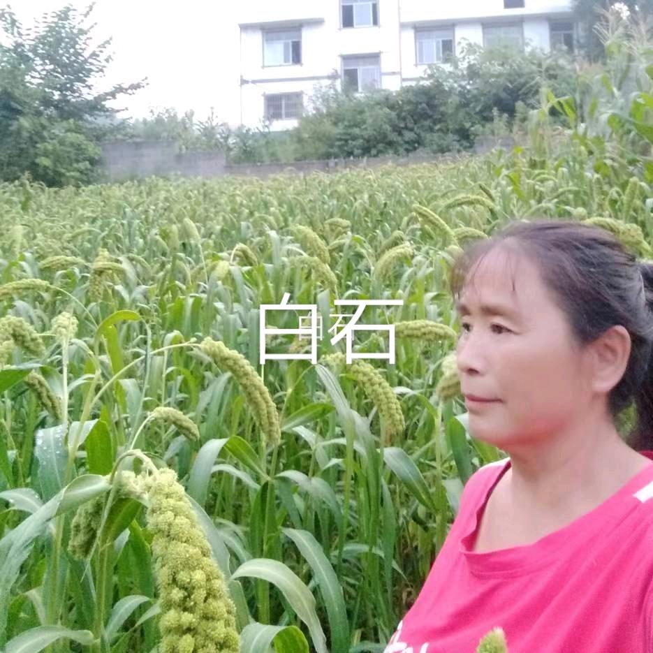 绵绵.