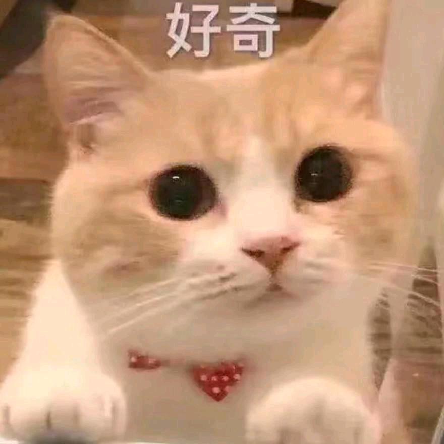 鱼冻