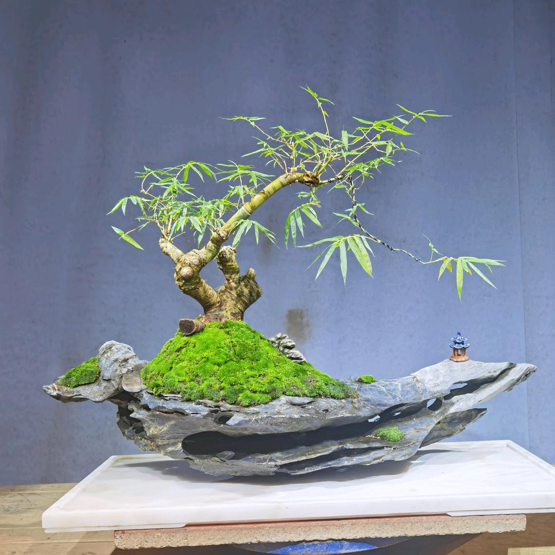 馨园盆景