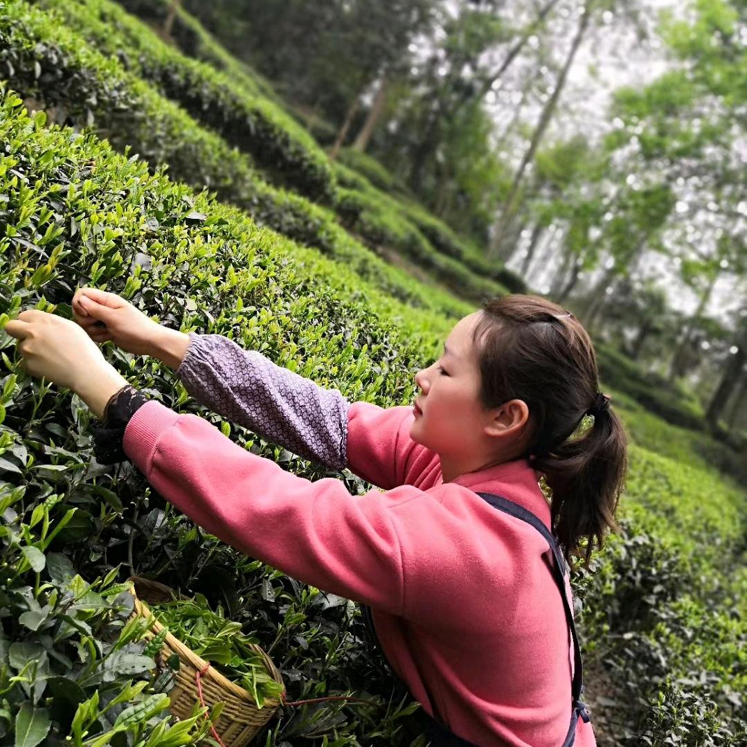 峨眉山茶园