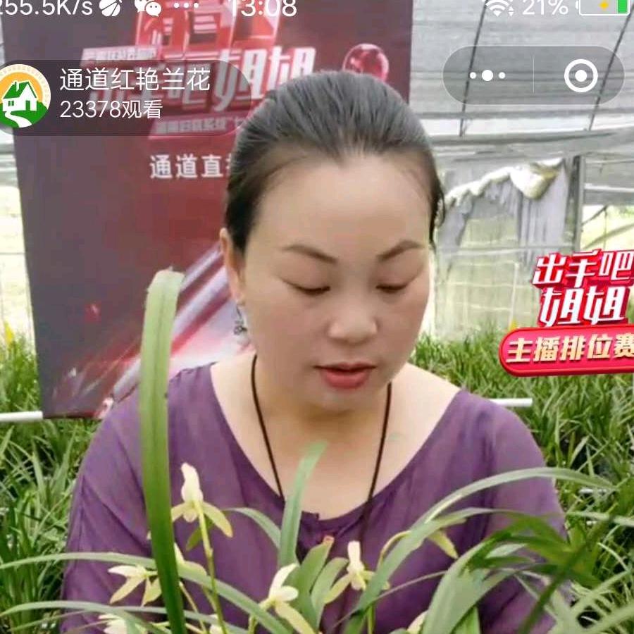 玉带河湖南红艳兰花园艺有限公司绿植专卖店