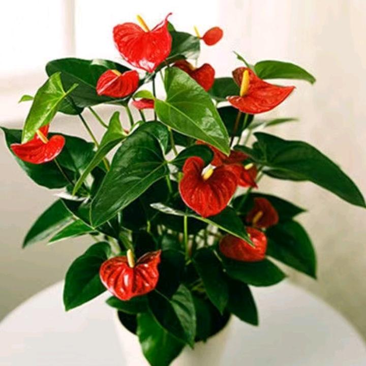 @123🎄🌹🌹