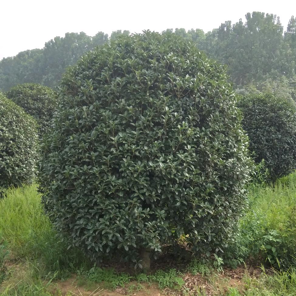 小鱼儿。。。。