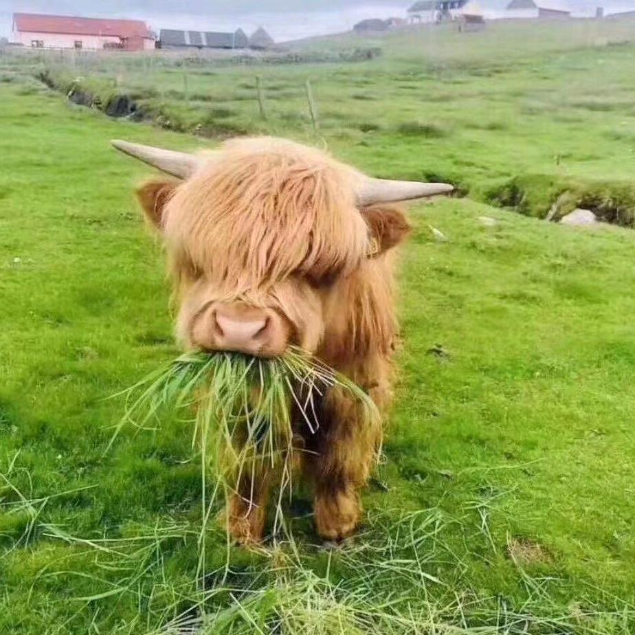 半只牙膏
