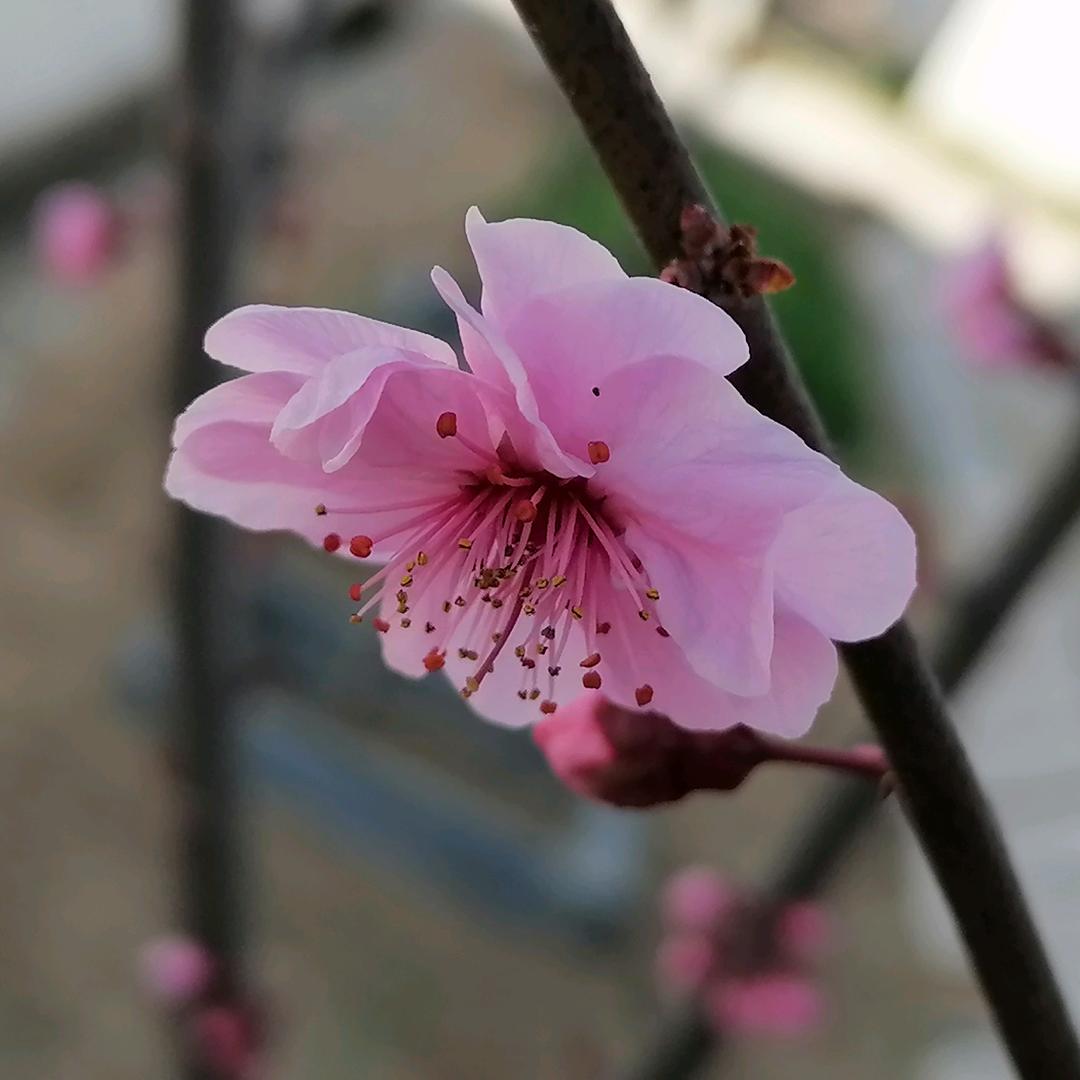 仙人掌