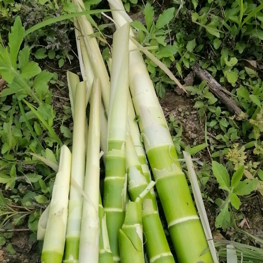 麻袋哥（助力）