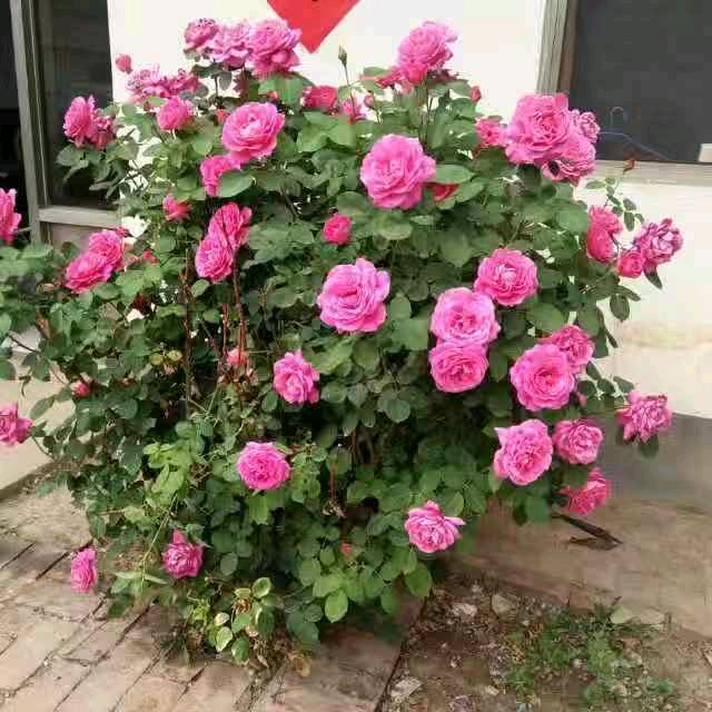 明天会更好🌹🌹🌹
